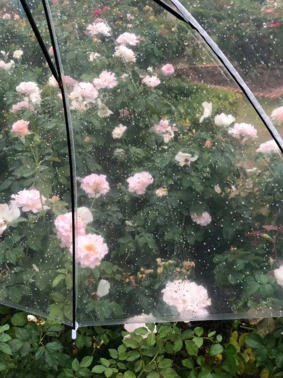 雨でも！