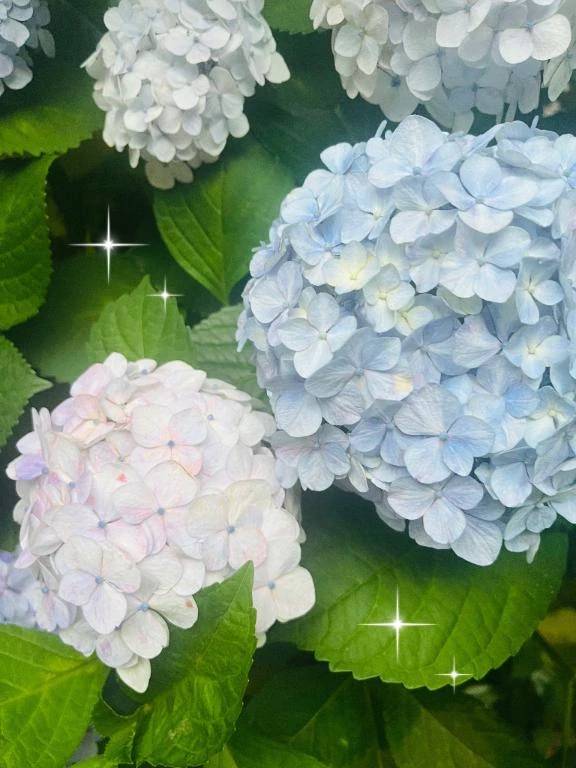 梅雨~