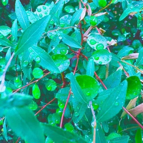 🍀今日のお礼🍀