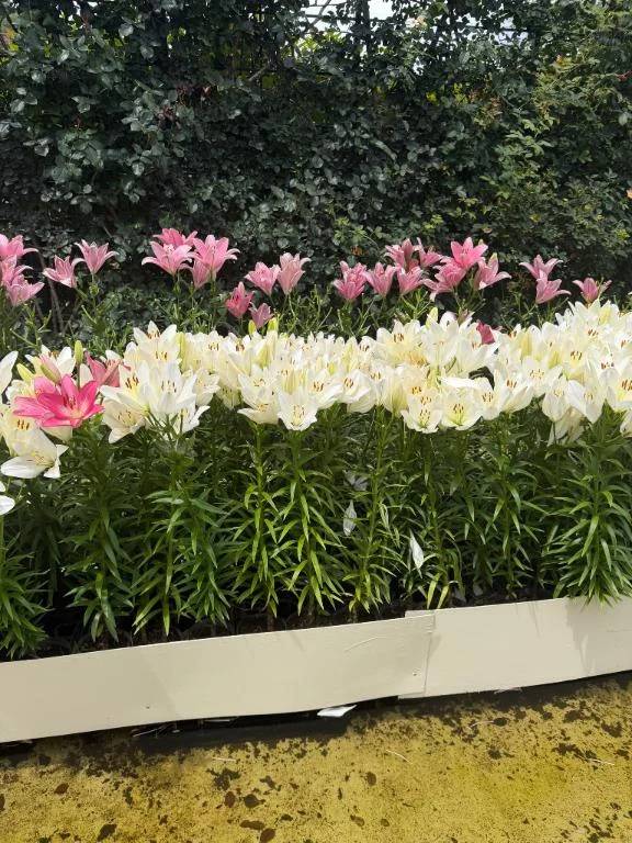 先日のお礼🌸