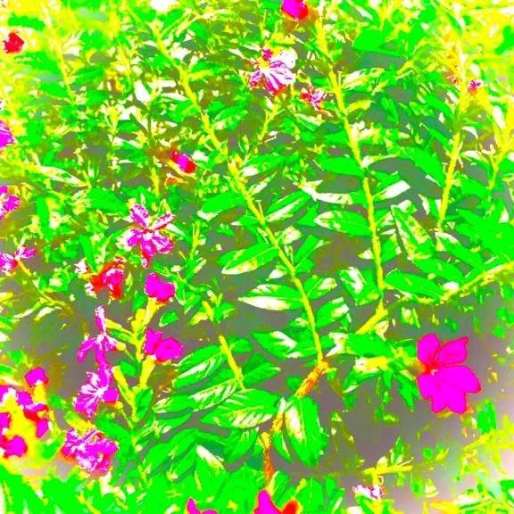 🍀今日のお礼🍀