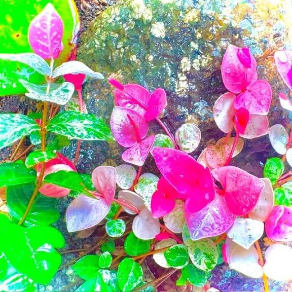 🍀今日のお礼🍀
