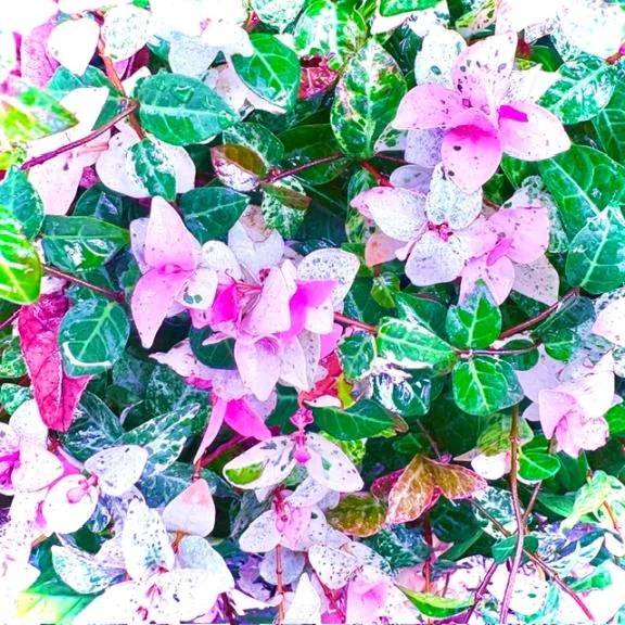 🍀今日のお礼🍀