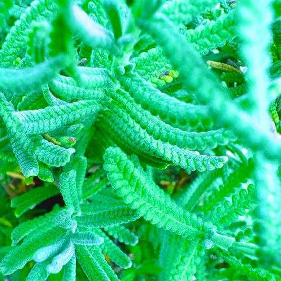 🌿発見🌿