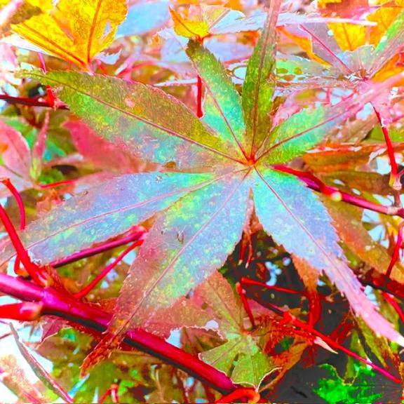 🍀今日のお礼🍀