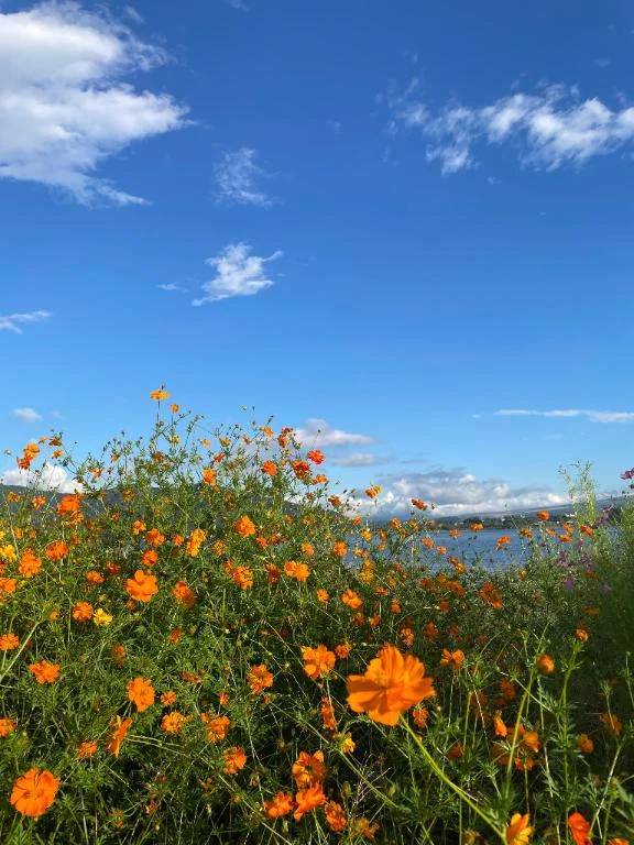 今年も桜満開したと思ったら🌧️