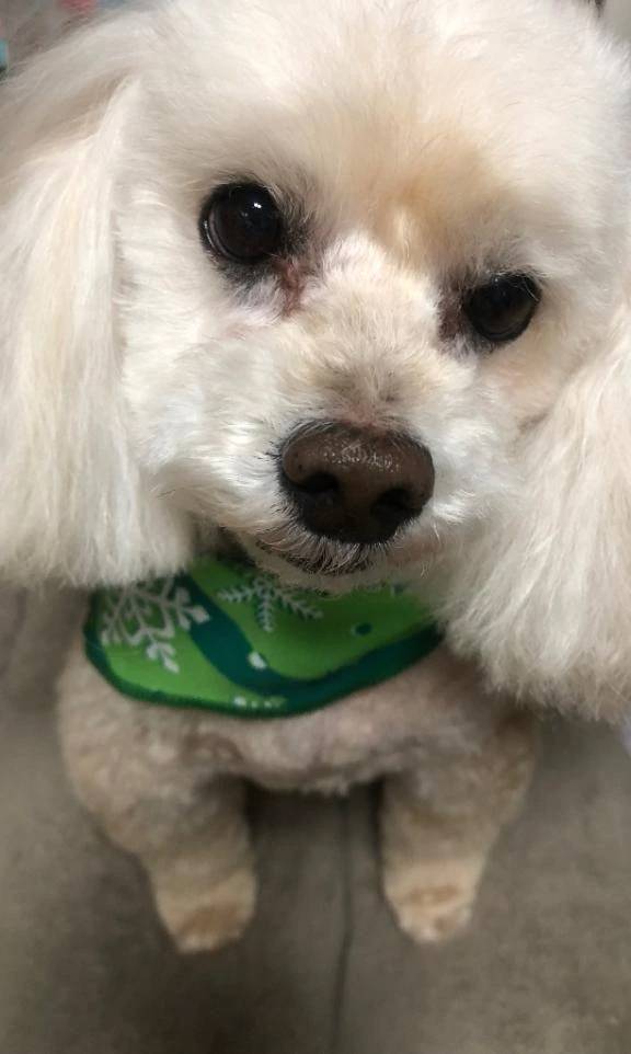 ワンコとの暮らし🐶
