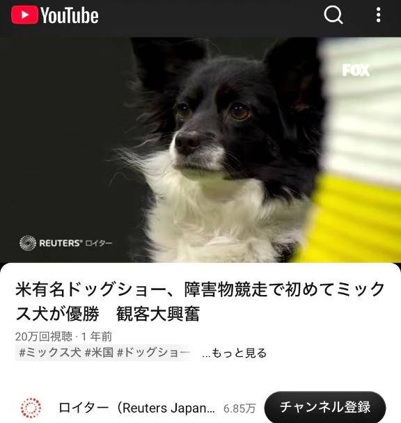 最近はまってる🐶♡