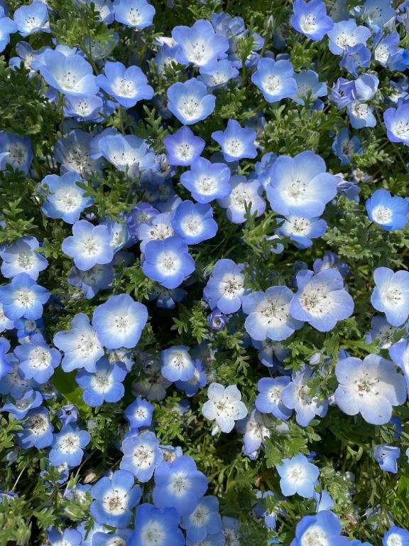 お花見てきたよ🌼