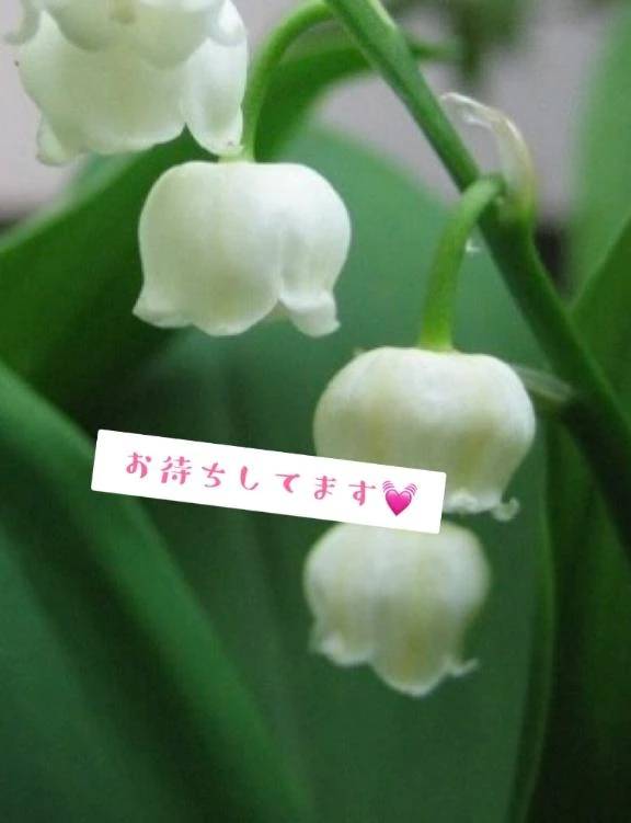 9日もきます