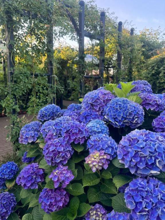 紫陽花💙💜
