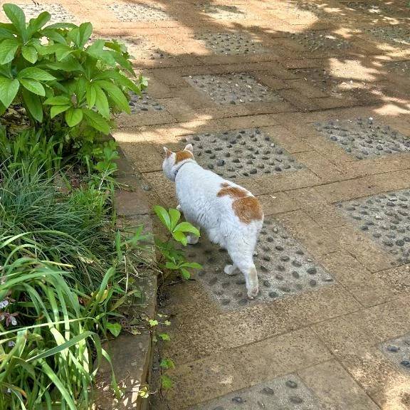 猫発見🐈