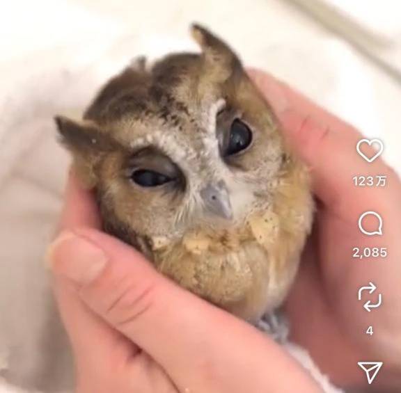 なお（エデン）