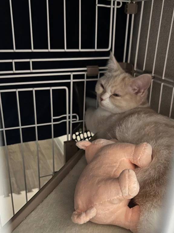 あいな(エデン)