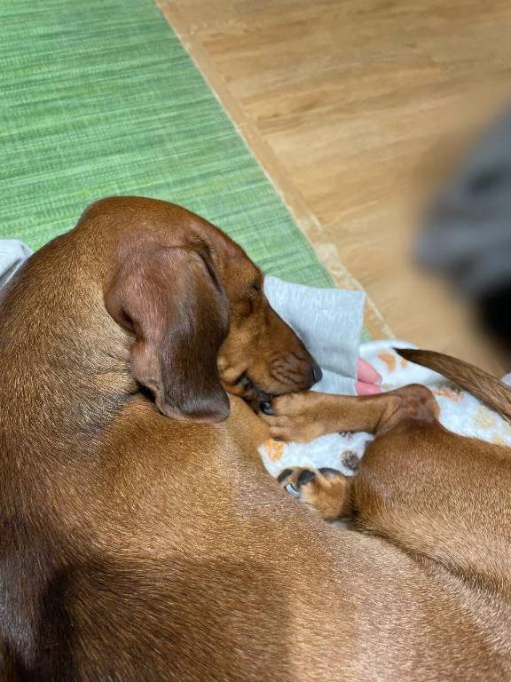 マイブーム🐕🎀