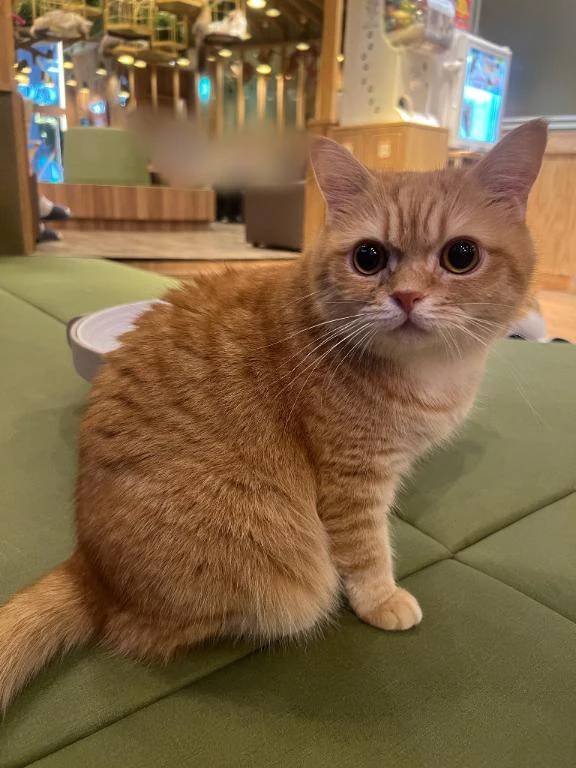 しゅっきん🐈🐾