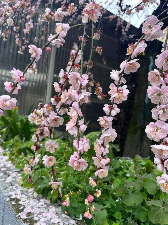 おはよございます