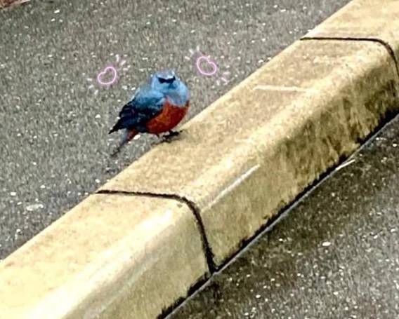 💓幸せの青い鳥🦜💓
