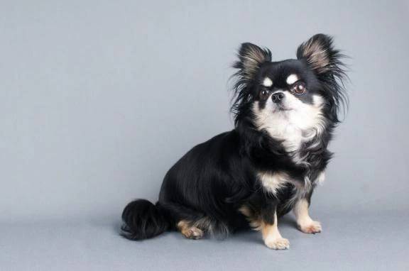 わんちゃん！？