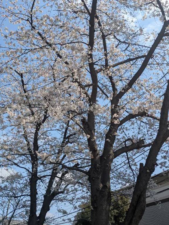 さくらがそろそろ満開🌸