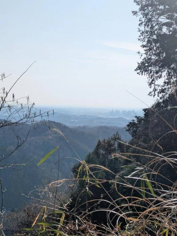 春はあけぼの🌸