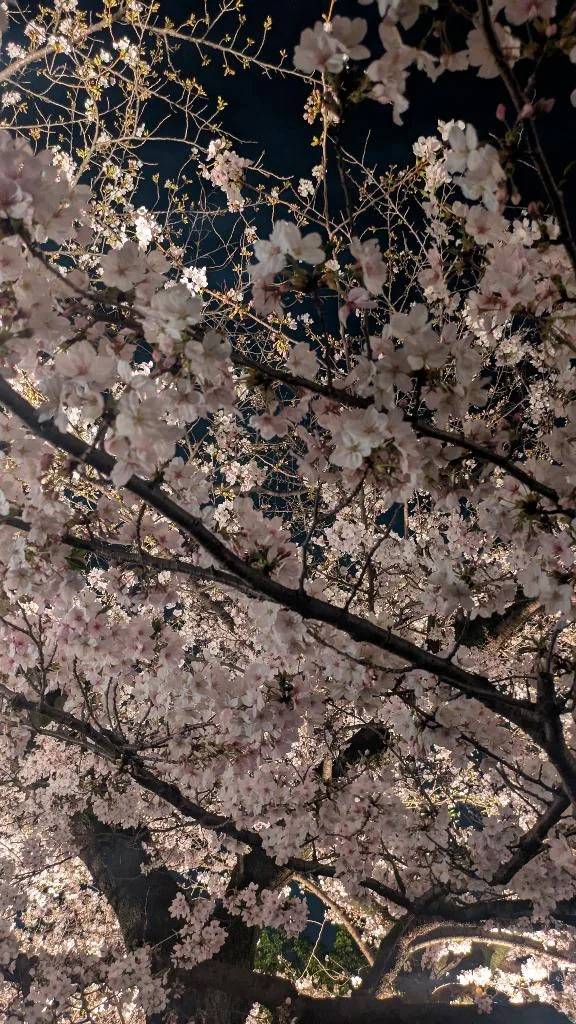 こんにちは🌸