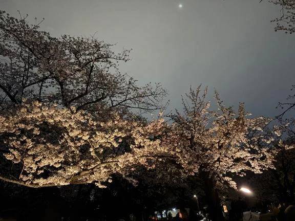 夜桜〜🌸