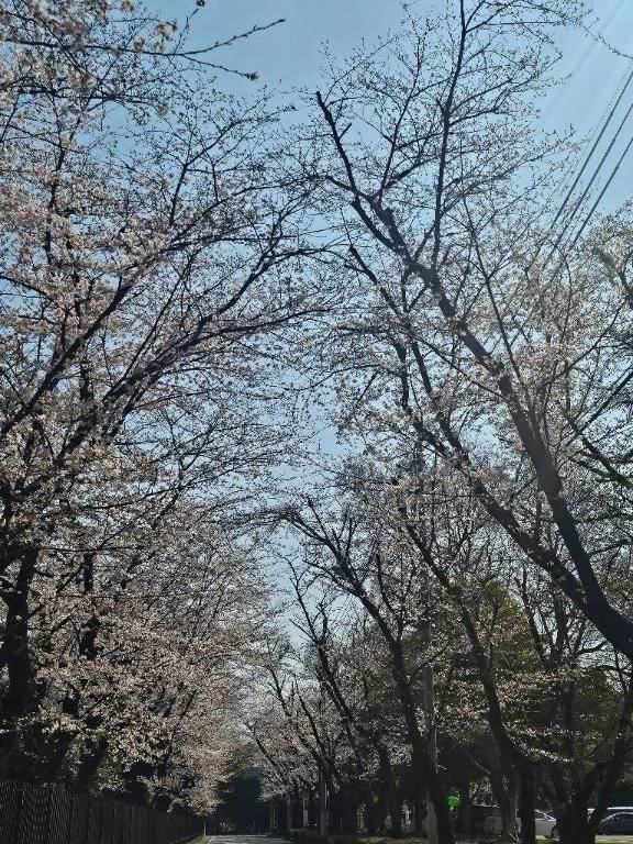桜が。。