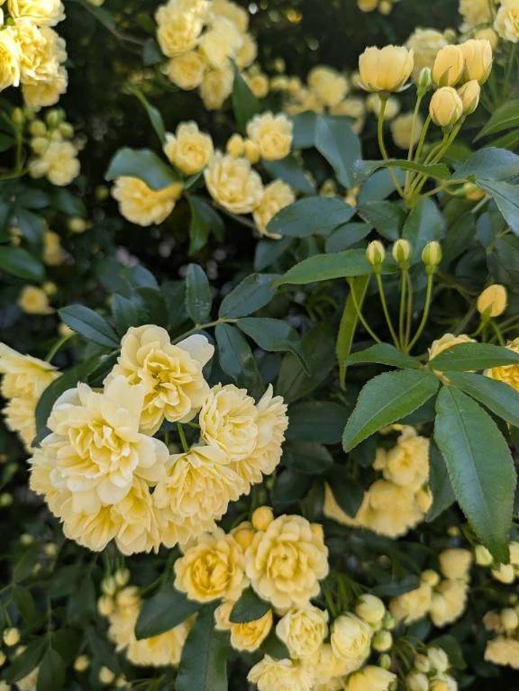 春はお花がキレイ✨✨
