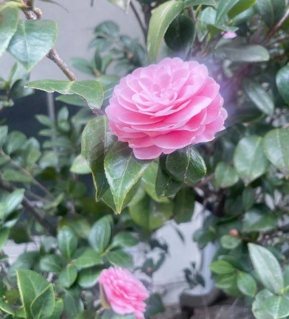 お礼です💌ありがとう