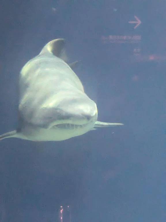 水族館🐬行ってきました🦈