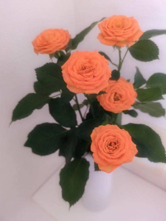ミニバラ🌹✨