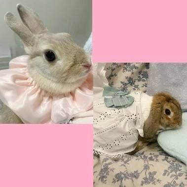 うさぎ