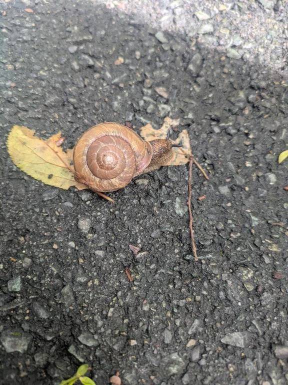 おはようございます🐌☔