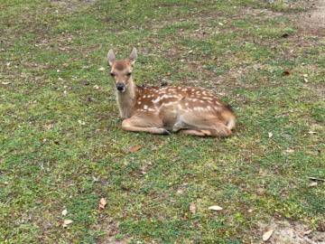 お待たせ🦌