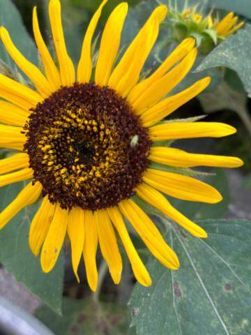 おはようございます🌻