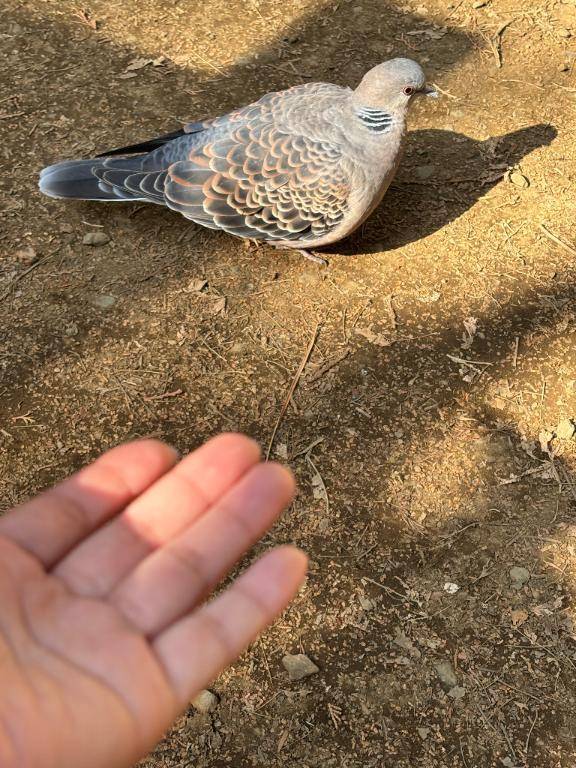 あれるぎー\( *´ω`* )/♪