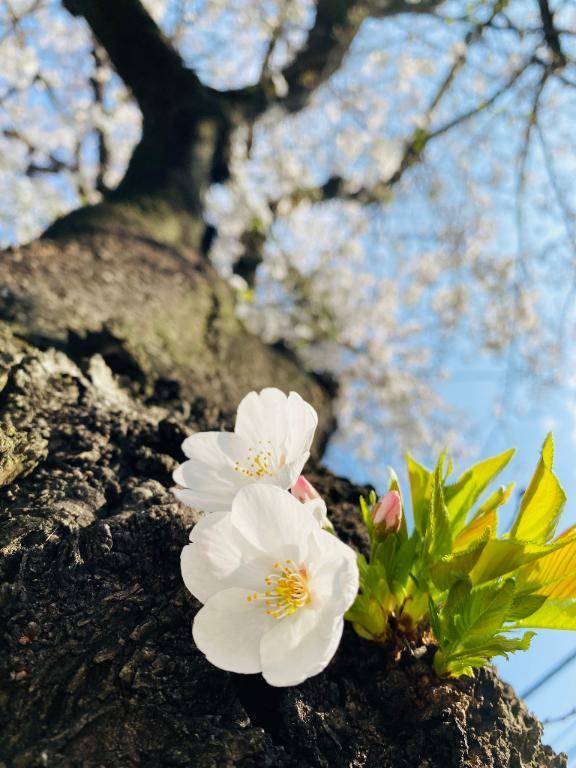 3月28日(金)🌼お礼日記