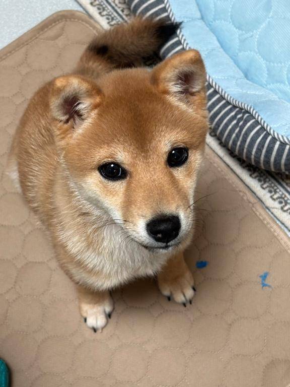 散歩