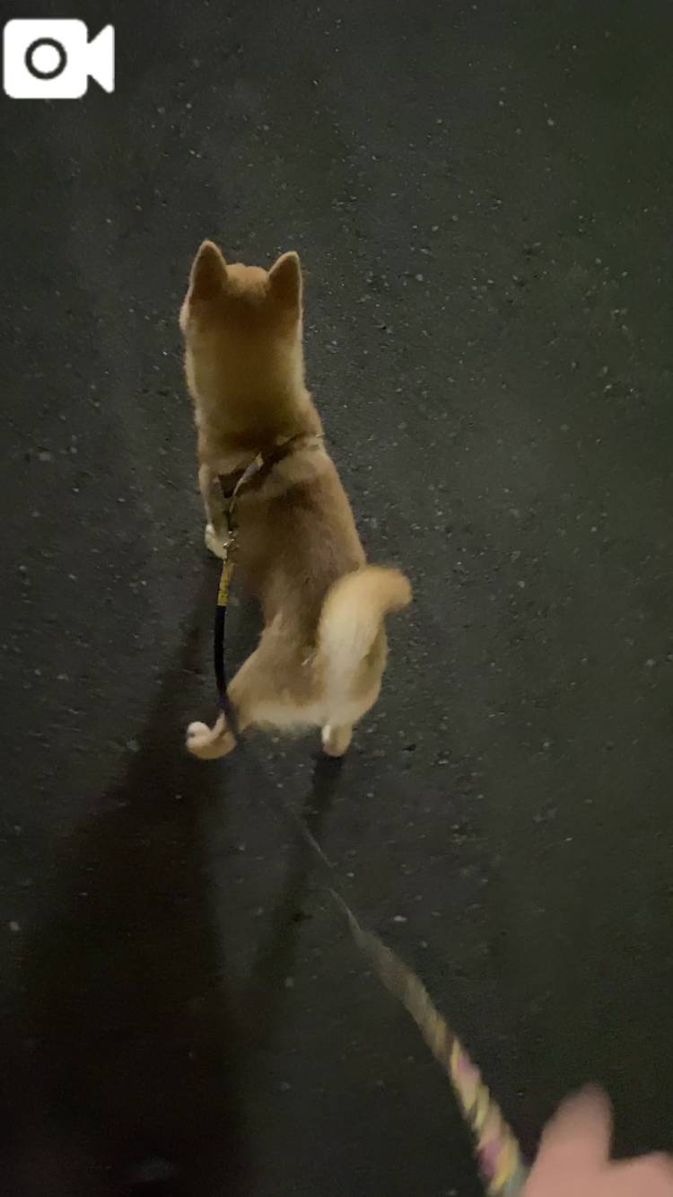 散歩デビュー