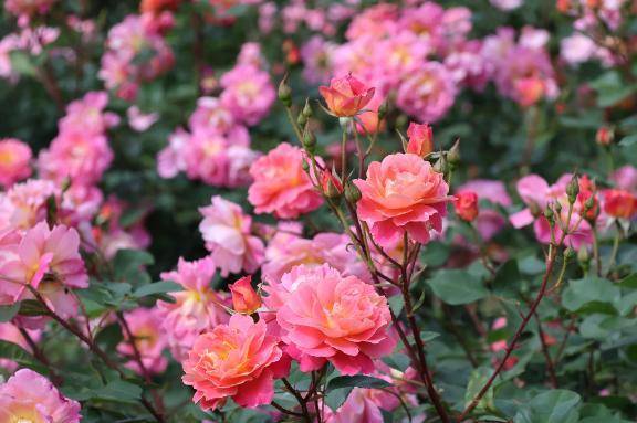 ばらみてきたよ🌹\( *´ω`* )/♪