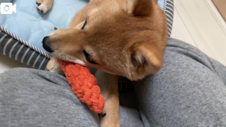 甘えんぼ
