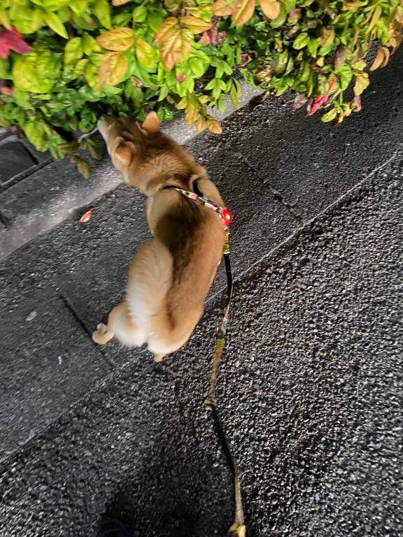 わんっ