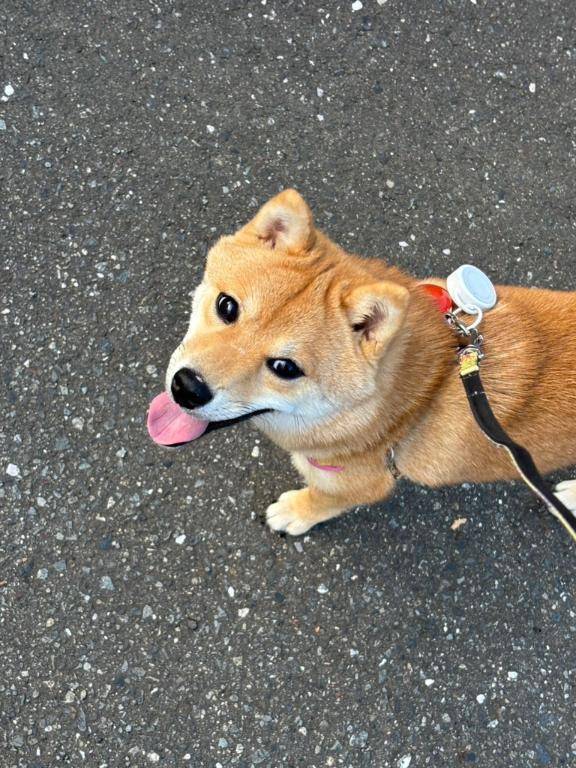 かわゆーい