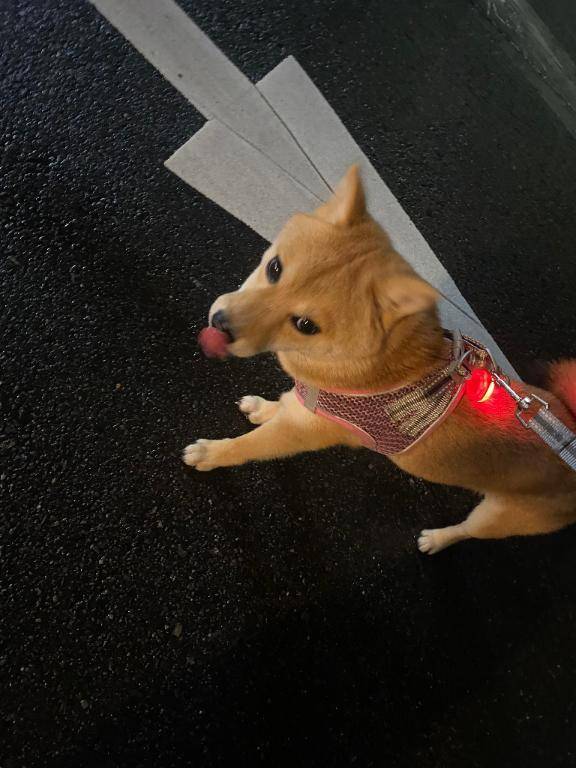 おはゆ