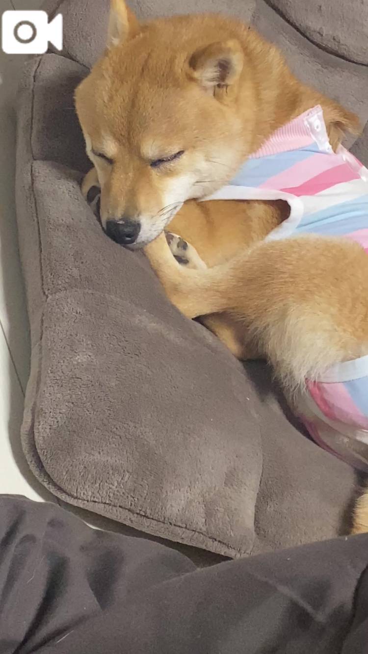 おはようわん