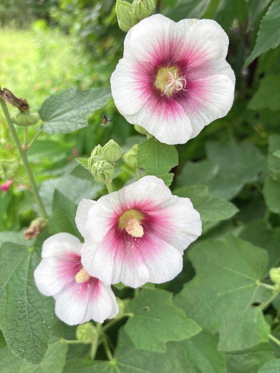 ちぢんだじゃばら\( *´ω`* )/♪