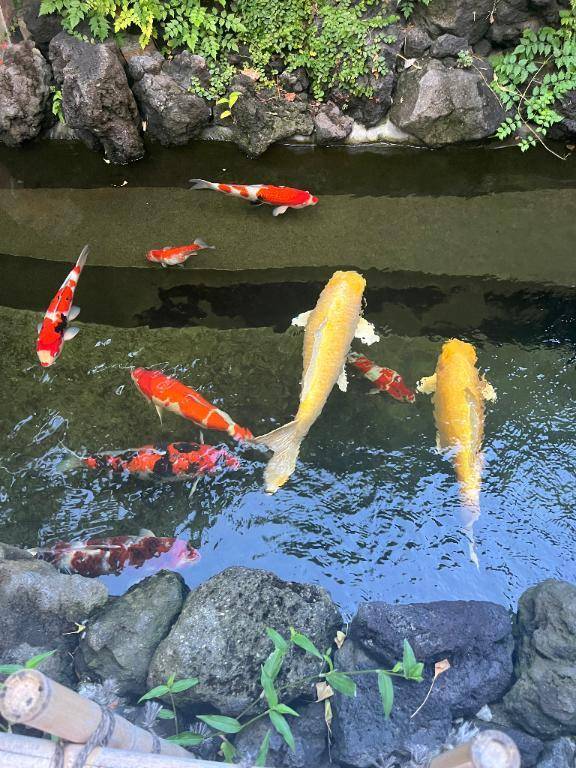 すきでしょー？