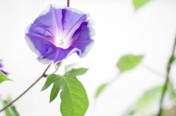 夜に咲く朝顔！？