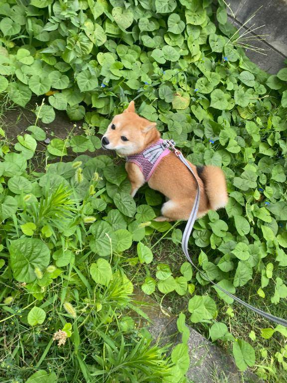 朝からさんぽ